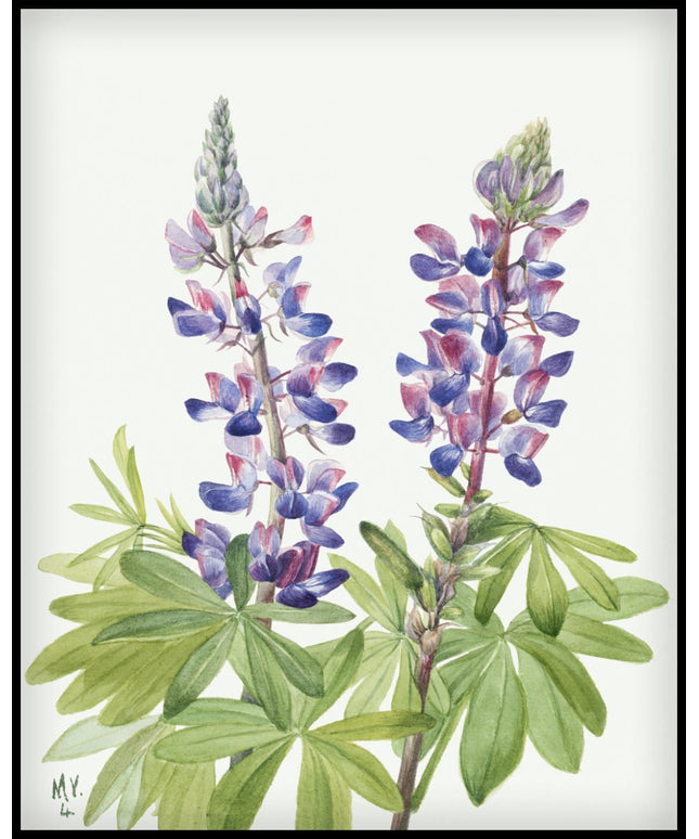 Mary Vaux Walcott Poster