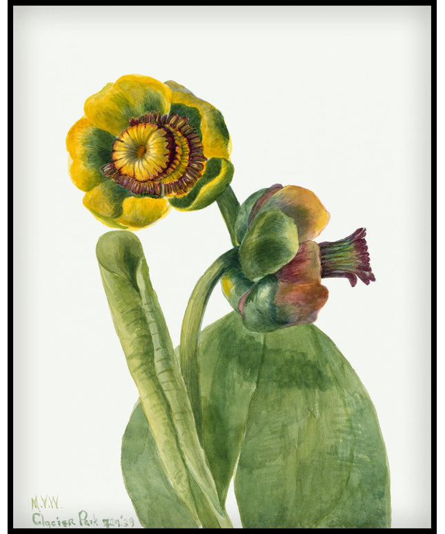 Mary Vaux Walcott Poster