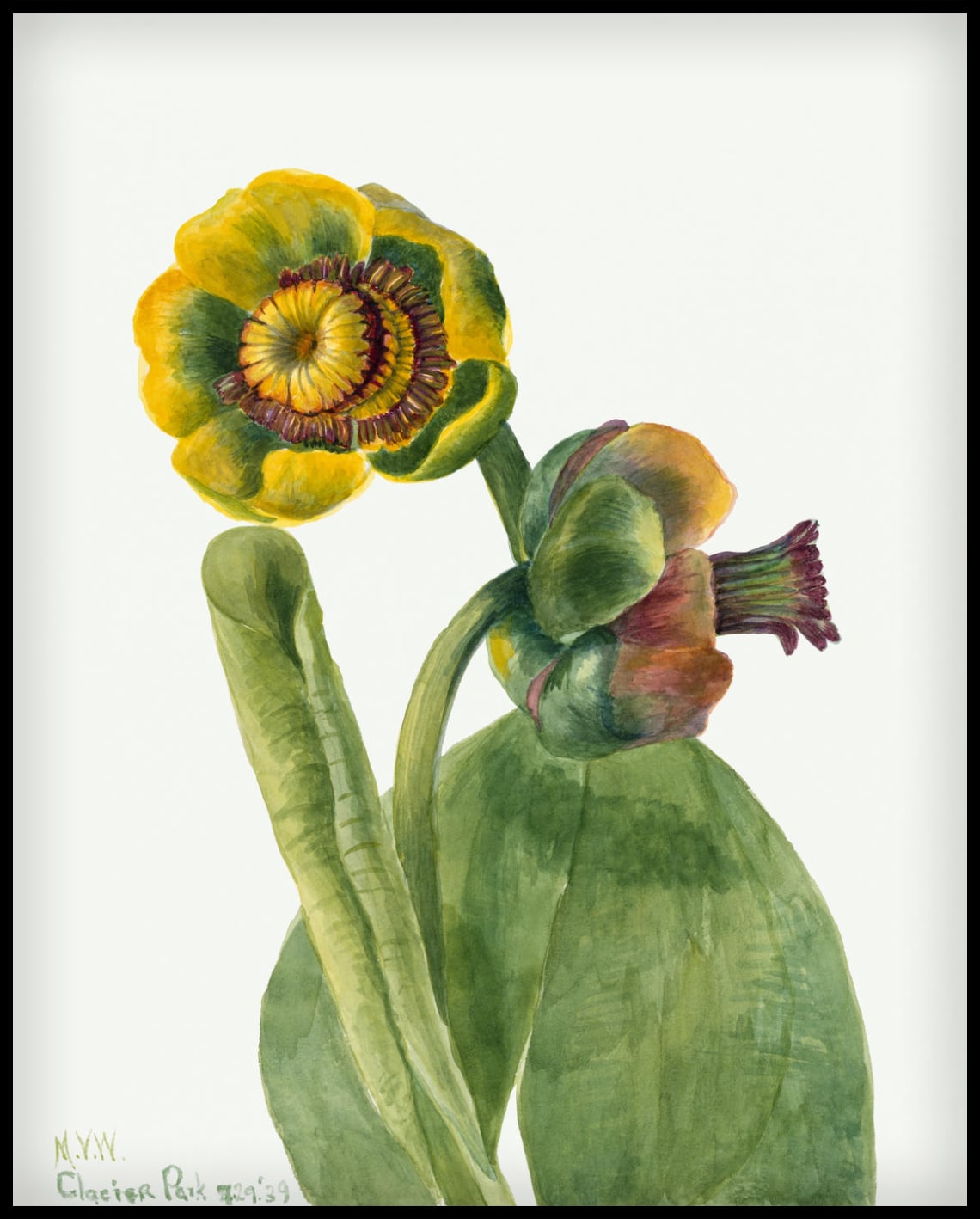 Mary Vaux Walcott Poster