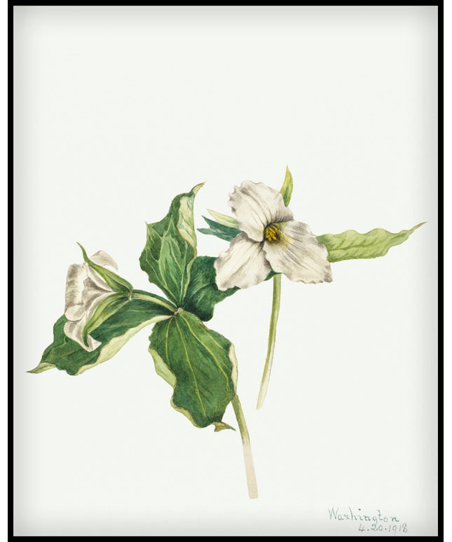 Mary Vaux Walcott Poster