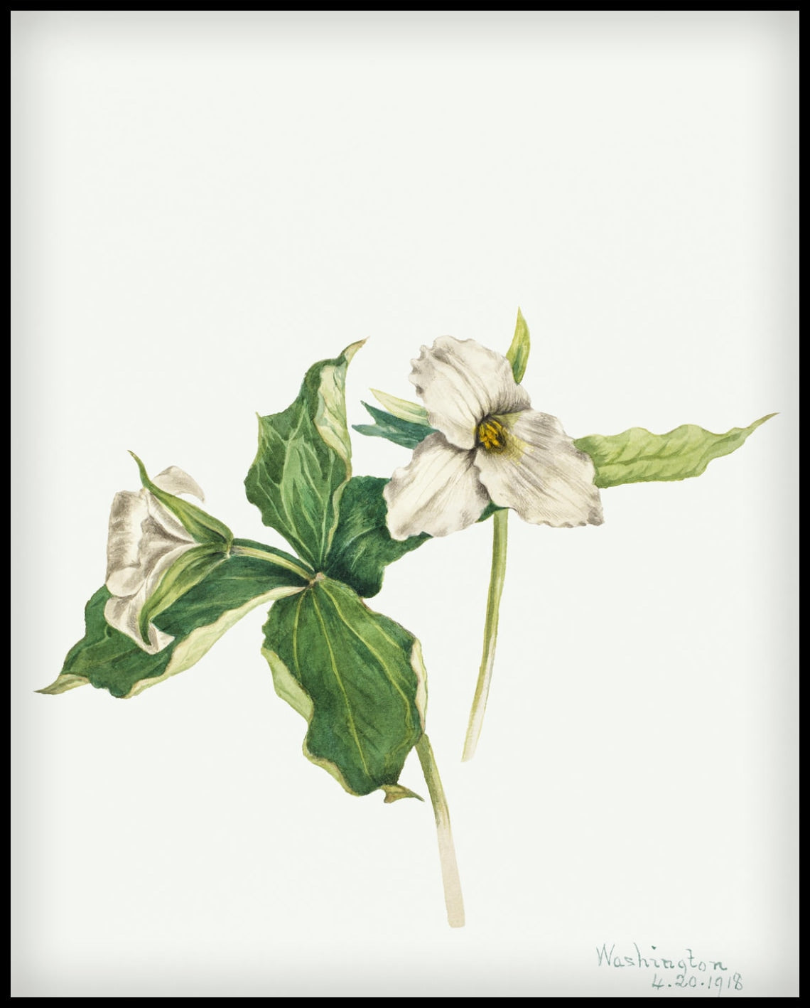 Mary Vaux Walcott Poster