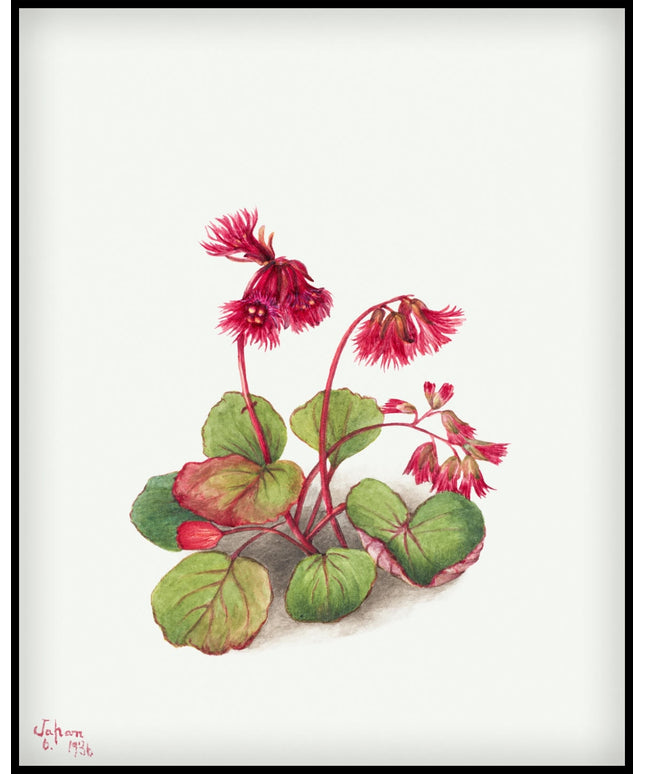 Mary Vaux Walcott Poster