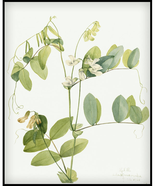 Mary Vaux Walcott Poster