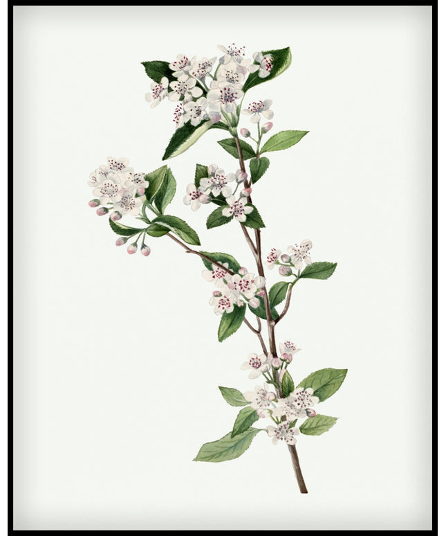 Mary Vaux Walcott Poster