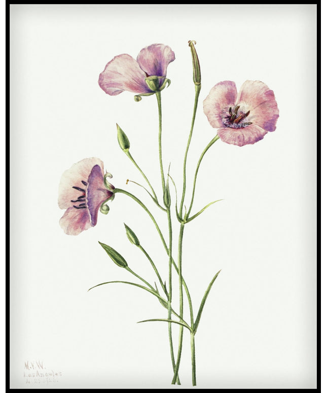 Mary Vaux Walcott Poster