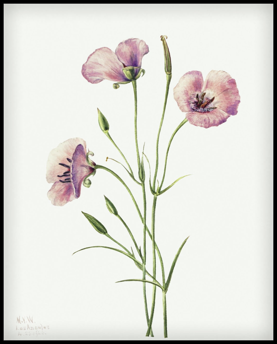 Mary Vaux Walcott Poster