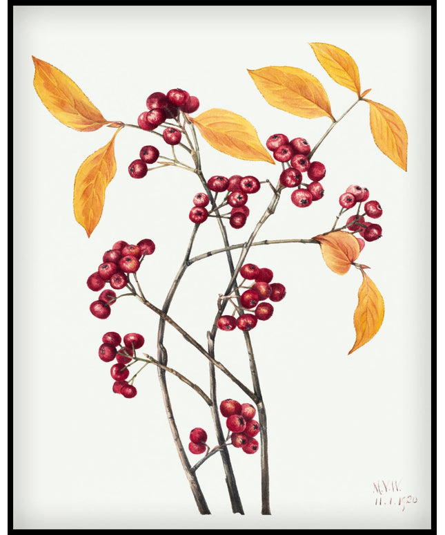 Mary Vaux Walcott Poster