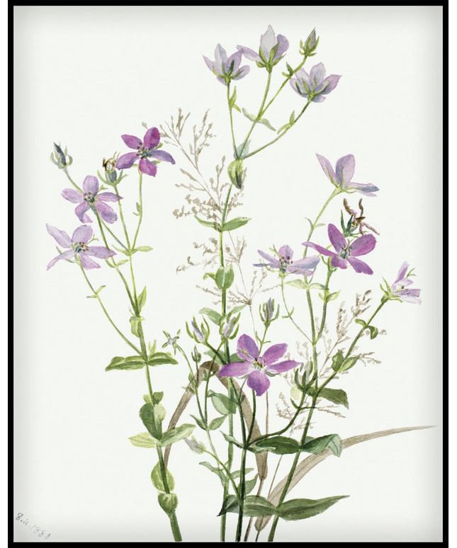 Mary Vaux Walcott Poster