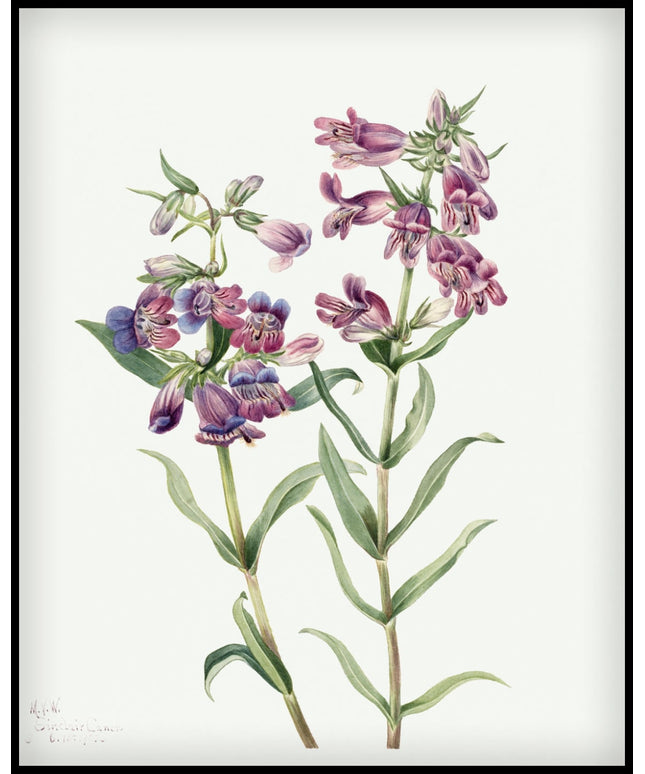 Mary Vaux Walcott Poster