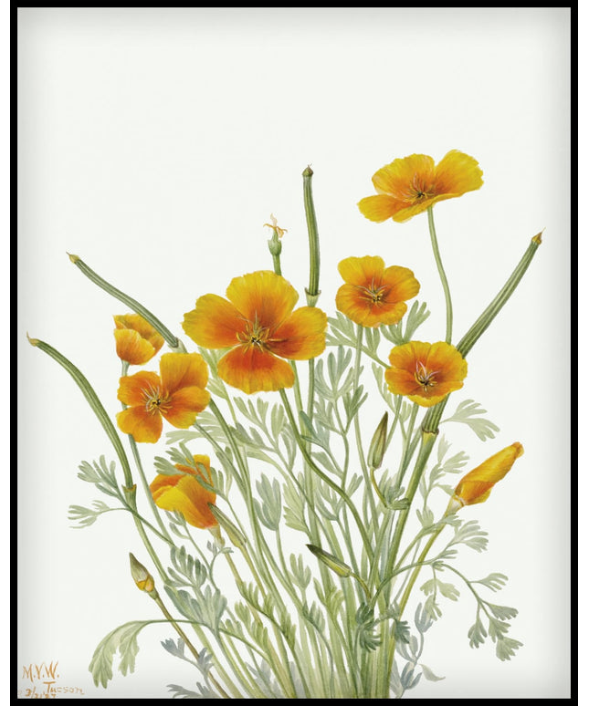 Mary Vaux Walcott Poster