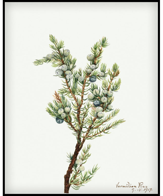 Mary Vaux Walcott Poster