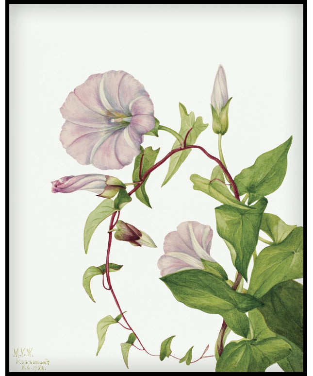 Mary Vaux Walcott Poster