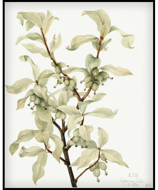 Mary Vaux Walcott Poster