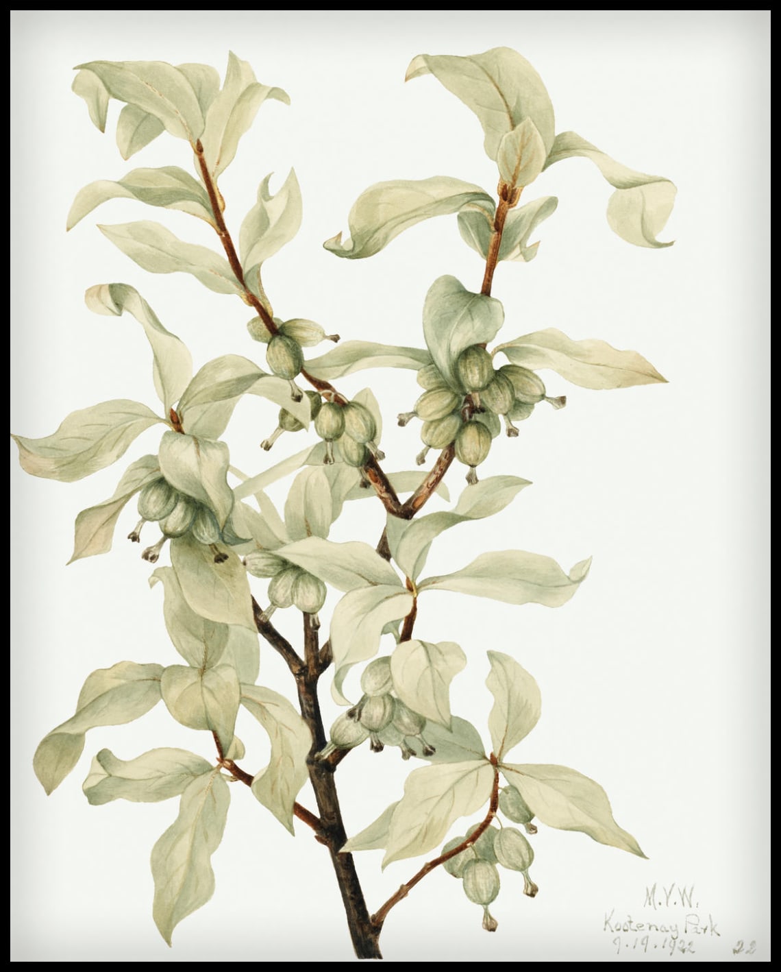 Mary Vaux Walcott Poster