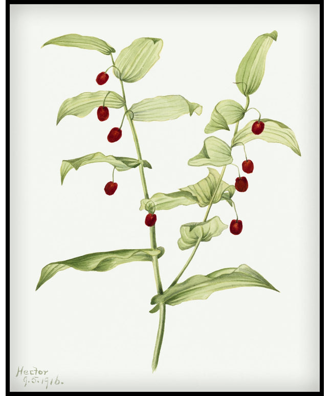 Mary Vaux Walcott Poster