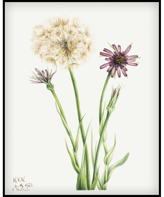 Mary Vaux Walcott Poster