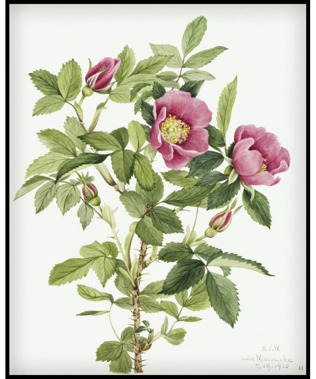 Mary Vaux Walcott Poster