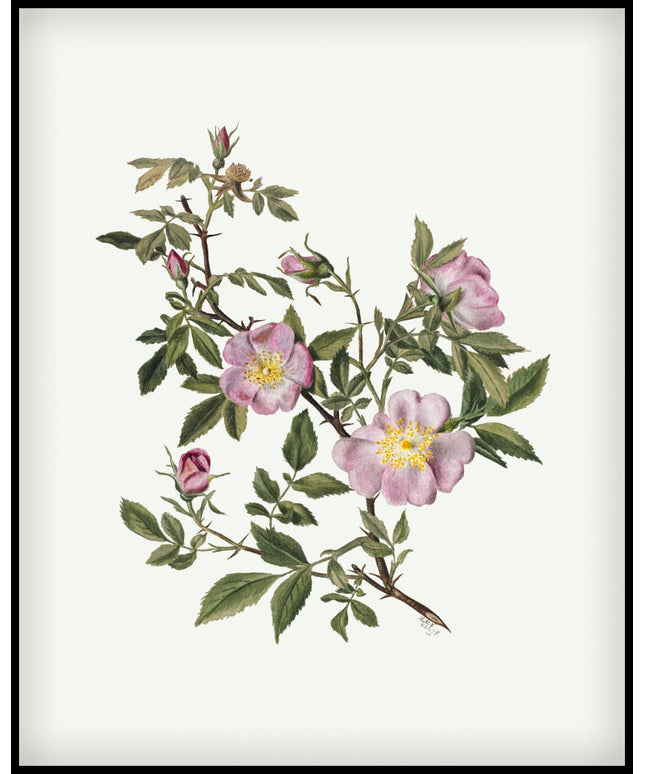 Mary Vaux Walcott Poster