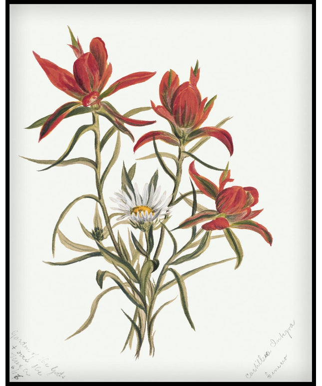 Mary Vaux Walcott Poster