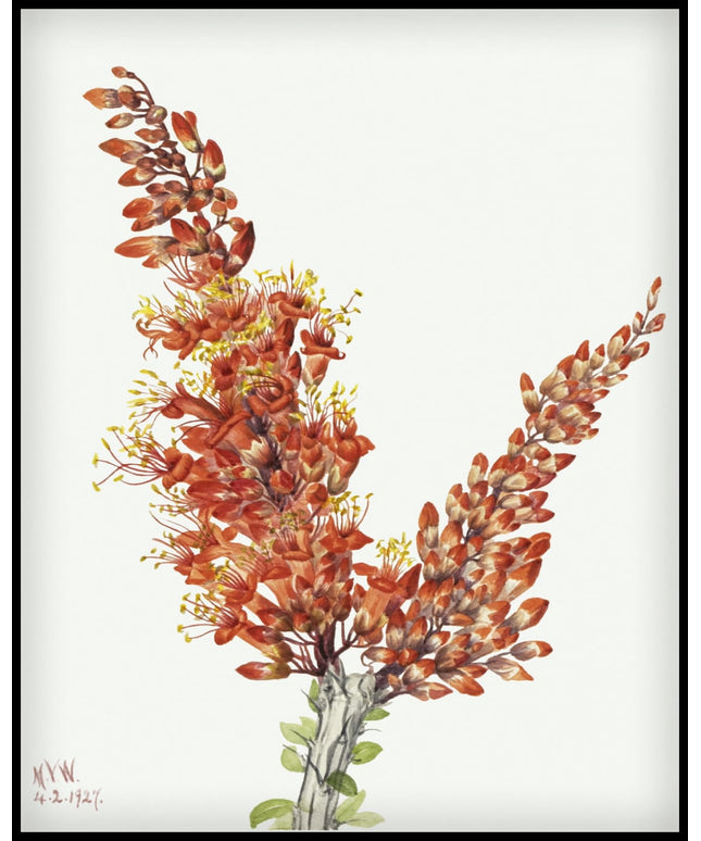 Mary Vaux Walcott Poster