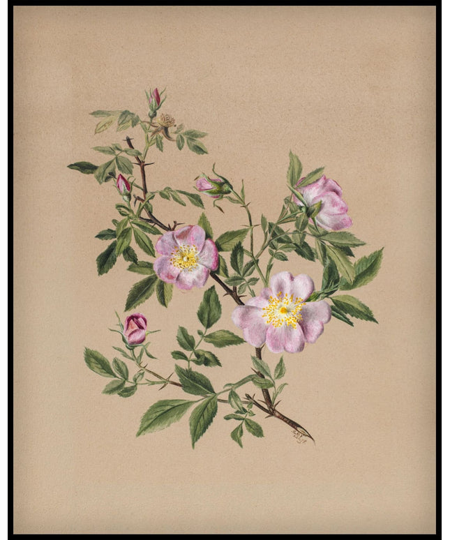 Mary Vaux Walcott Poster