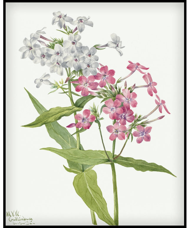 Mary Vaux Walcott Poster