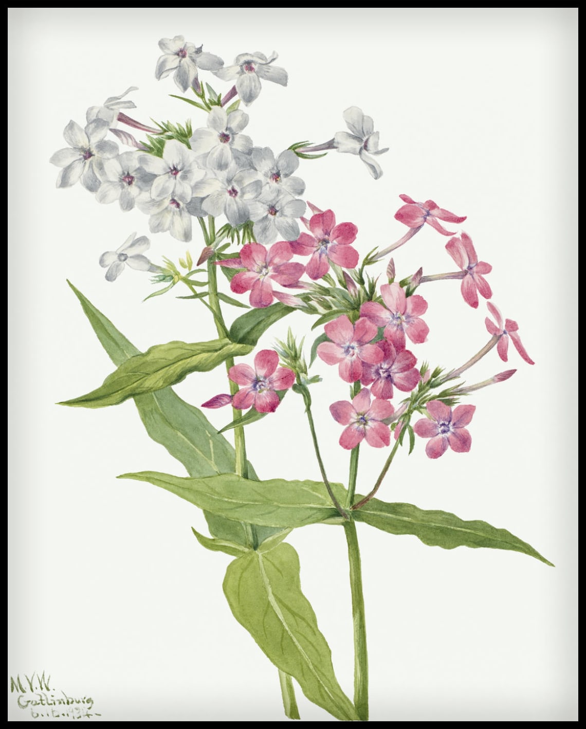 Mary Vaux Walcott Poster