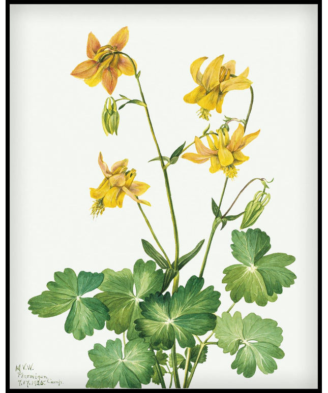 Mary Vaux Walcott Poster