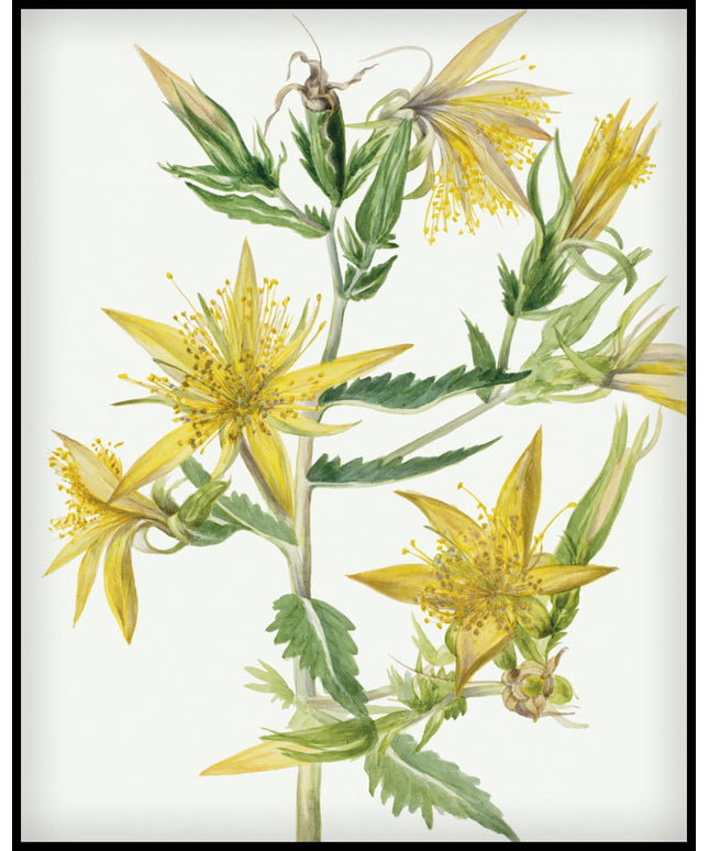 Mary Vaux Walcott Poster