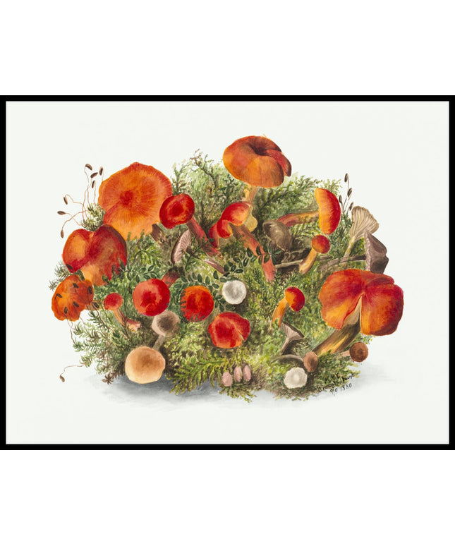 Mary Vaux Walcott Poster