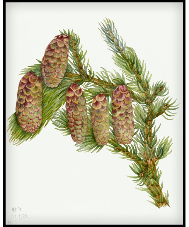 Mary Vaux Walcott Poster