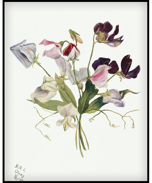 Mary Vaux Walcott Poster