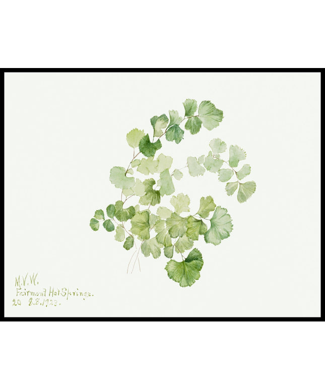 Mary Vaux Walcott Poster