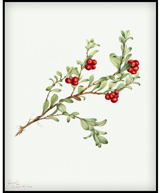 Mary Vaux Walcott Poster