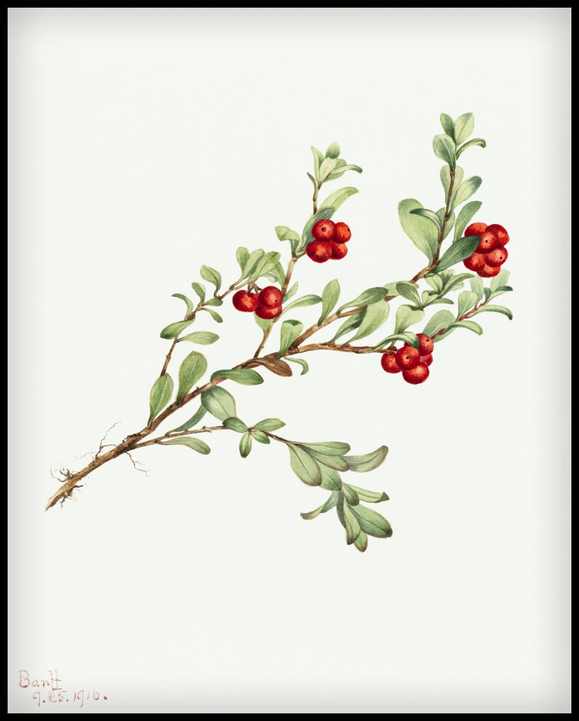 Mary Vaux Walcott Poster
