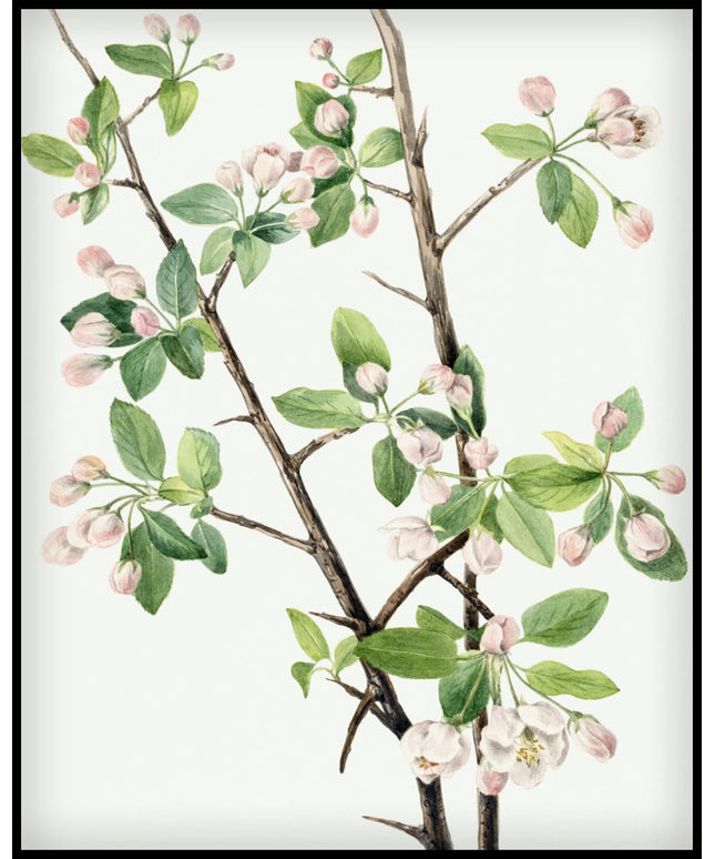 Mary Vaux Walcott Poster