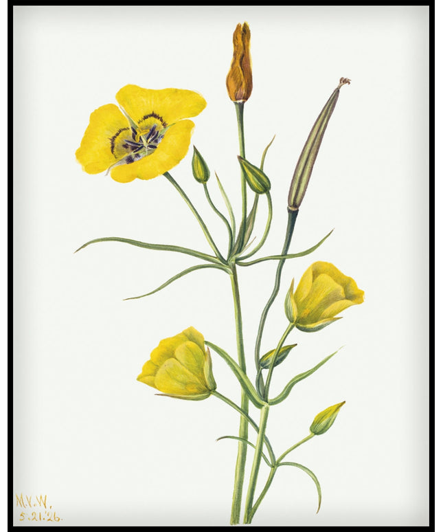 Mary Vaux Walcott Poster