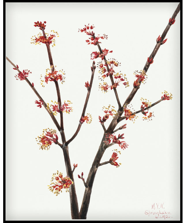 Mary Vaux Walcott Poster