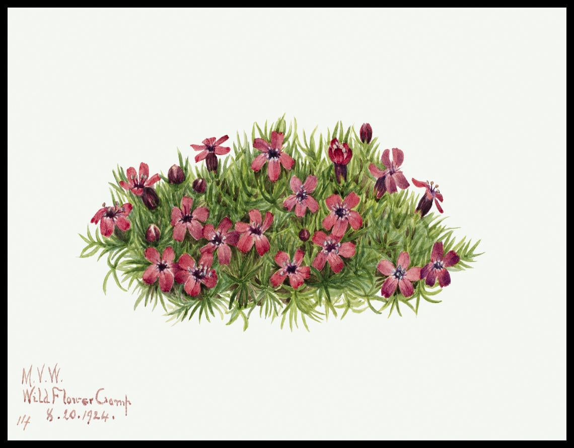 Mary Vaux Walcott Poster