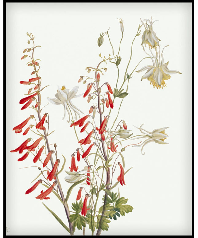 Mary Vaux Walcott Poster