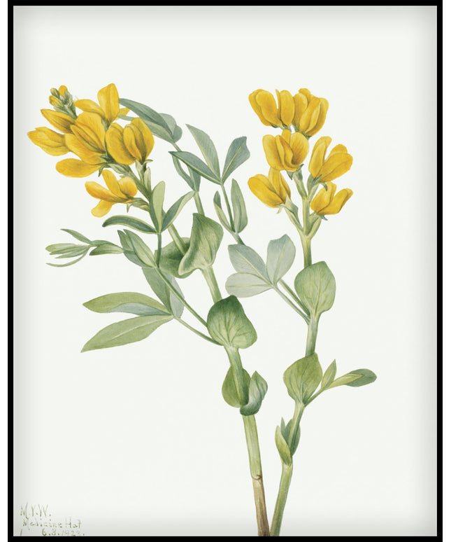 Mary Vaux Walcott Poster