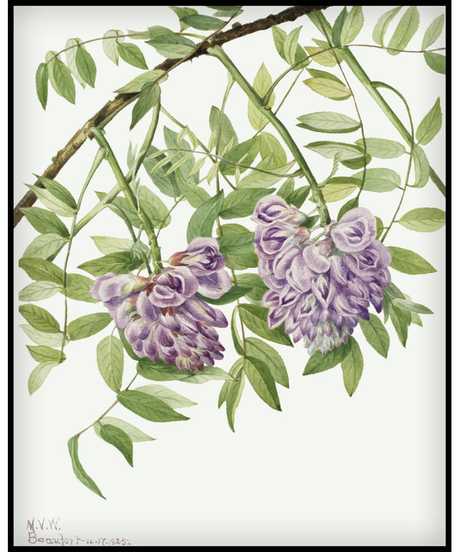 Mary Vaux Walcott Poster