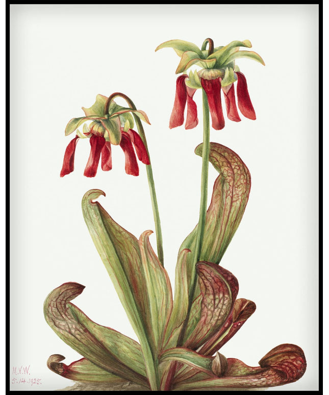 Mary Vaux Walcott Poster