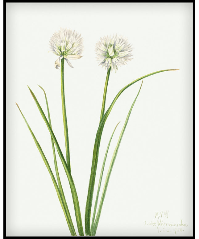 Mary Vaux Walcott Poster