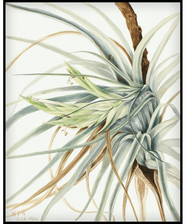 Mary Vaux Walcott Poster