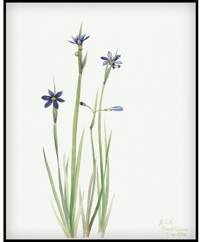 Mary Vaux Walcott Poster