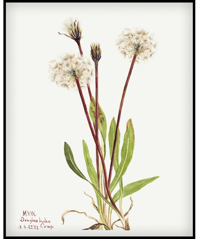 Mary Vaux Walcott Poster