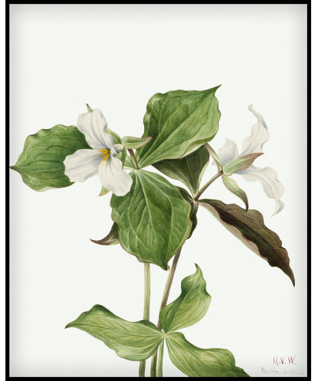 Mary Vaux Walcott Poster