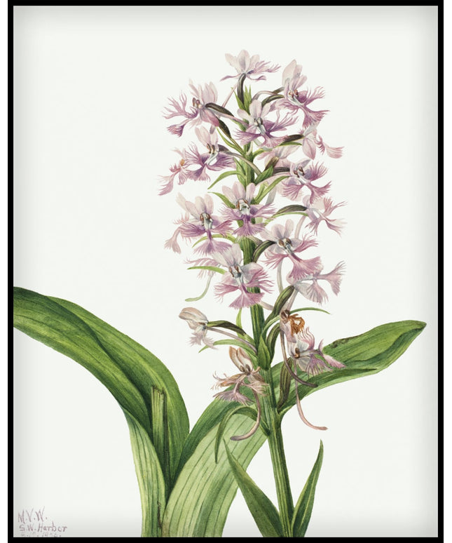 Mary Vaux Walcott Poster