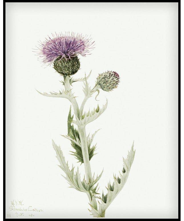 Mary Vaux Walcott Poster